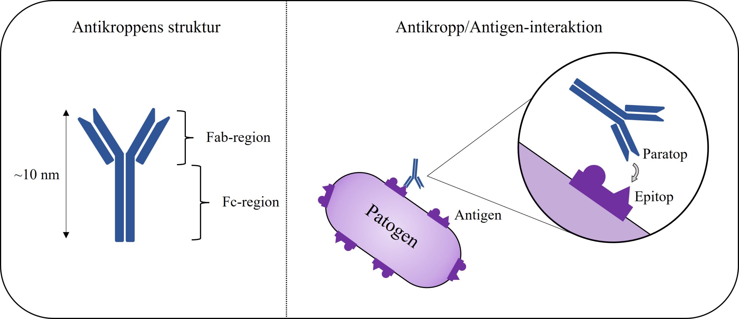 Antikroppars struktur