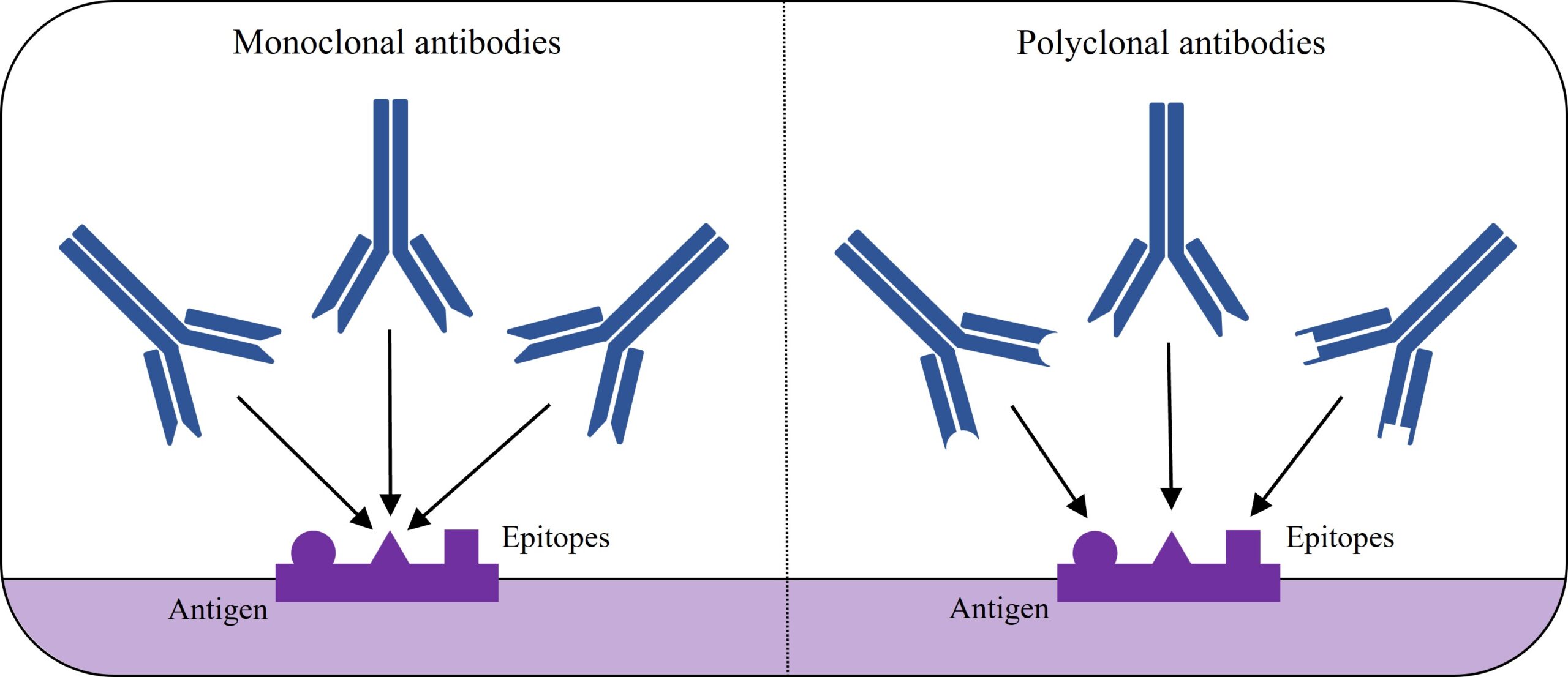 Clonality of antibodies