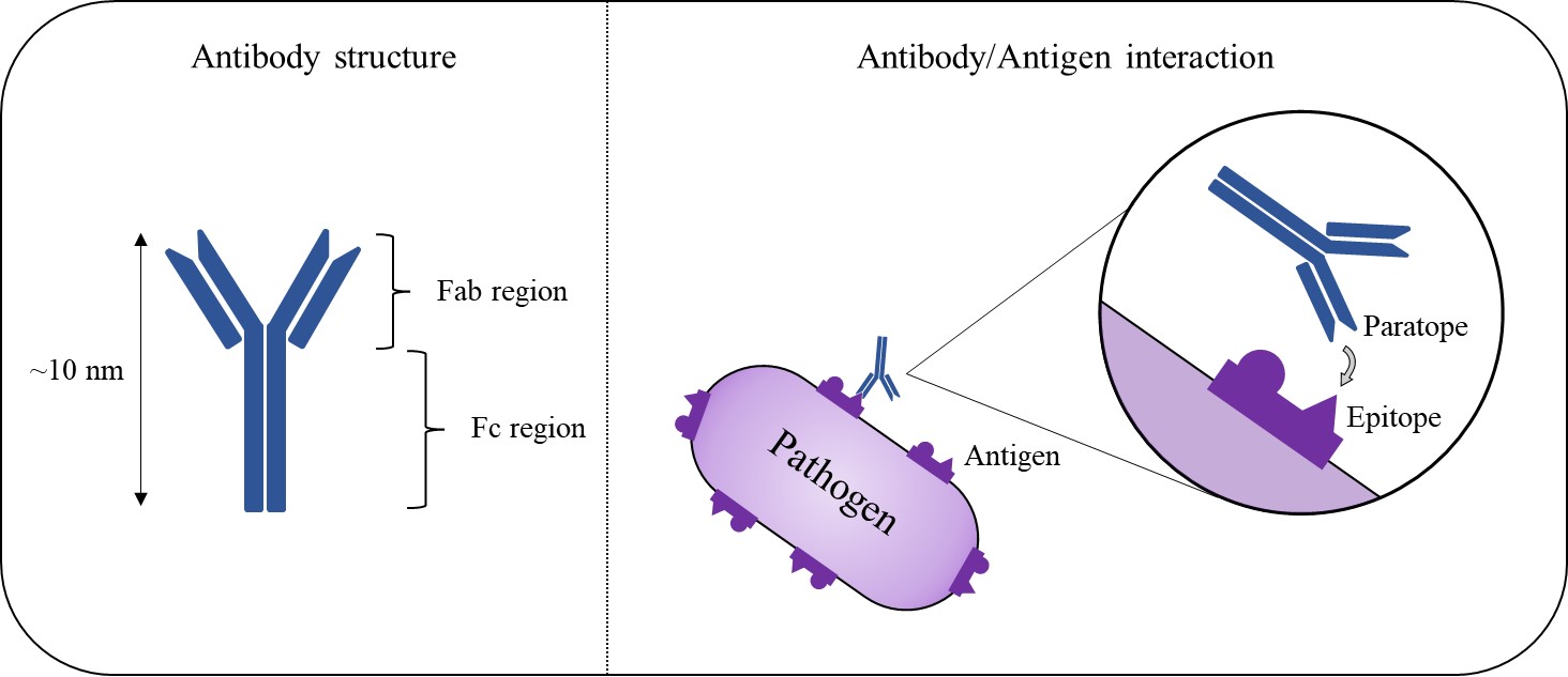 The structure of antibodies