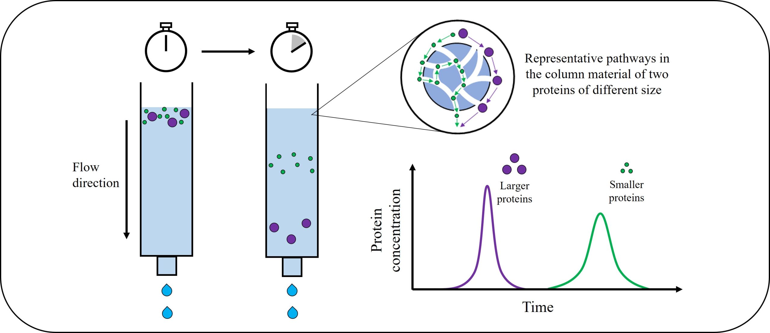 Schematic illustration of size exclusion chromatography (SEC)